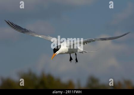 Royal Tern (Sterna maxima) adulte, en vol, Floride (U.) S. A. Banque D'Images