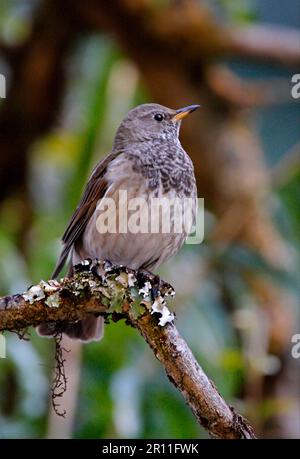 Muguet à gorge sombre (Turdus ruficollis atrogularis), mâle adulte, plumage d'hiver, assis sur une branche, Katmandou, Népal Banque D'Images