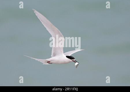 Sterne à front blanc (Sterna striata) adulte, en vol, avec des poissons dans le bec, Punakaiki, Nouvelle-Zélande Banque D'Images