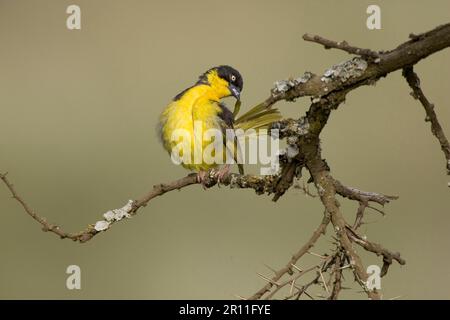 Baglafecht weaver (Ploceus baglafecht), oiseaux chanteurs, animaux, oiseaux, oiseaux de tisserands, Baglafecht Weaver, oiseau, cratère de Ngorongoro, femme, tanzanie prêing Banque D'Images