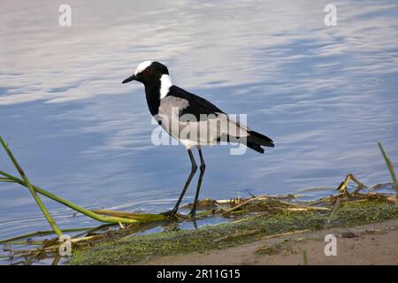 Lamain de forgeron, lamain de canon, lamain de forgeron, lamain de forgeron, lamain de canon, Forgeron Lapwing, animaux, oiseaux, échassiers, pluvier Black smith Banque D'Images