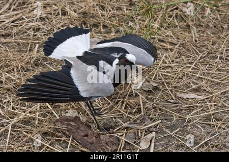 Lamain de forgeron, lamain de canon, lamain de forgeron, lamain de canon, lamain de canon, Animaux, oiseaux, échassiers, pluvier de Black smith au nid, distraction Banque D'Images