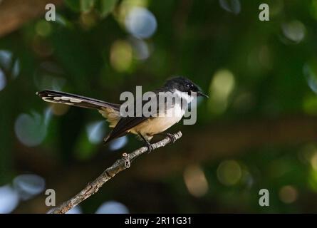 Fantail malais, fanoutes malais, oiseaux chanteurs, animaux, oiseaux, Queue de pied (Rhipidura javanica longicauda) adulte, perchée sur la branche, Kaeng Krachan N. Banque D'Images