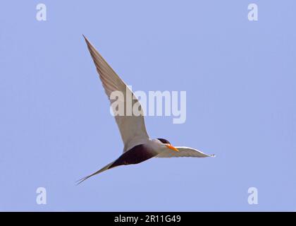 Sterne à ventre noir (Sterna acuticauda), sterne à ventre noir, sterne, animaux, oiseaux, Sterne à ventre noir adulte, en vol, Rajasthan, Inde Banque D'Images