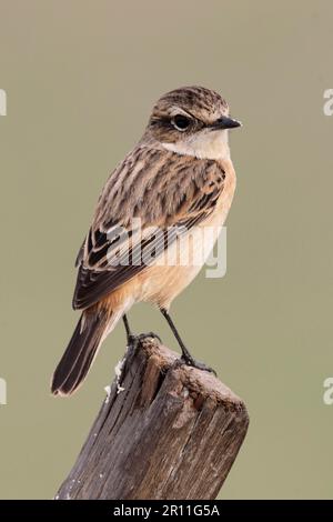 Stejneger's Stonechat (Saxicola stejnegeri), femelle adulte, perchée en poste, Nam sang Wai, Hong Kong, Chine Banque D'Images