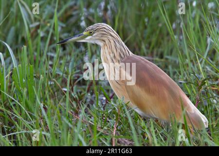 Heron de Spacco dans le plumage de reproduction. C'est une espèce stocky avec un col court, une petite facture épaisse et un dos brun de buff. En été, les adultes ont longtemps Banque D'Images