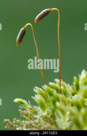 Star Moss (Mnium hornum), capsule de spores Banque D'Images