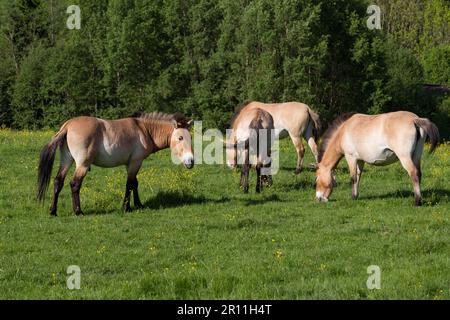 Chevaux sauvages de Przewalski (Equus ferus przewalskii), parc national de la forêt bavaroise, Allemagne Banque D'Images