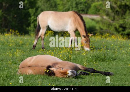 Chevaux sauvages de Przewalski (Equus ferus przewalskii), parc national de la forêt bavaroise, Allemagne Banque D'Images