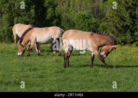 Chevaux sauvages de Przewalski (Equus ferus przewalskii), parc national de la forêt bavaroise, Allemagne Banque D'Images