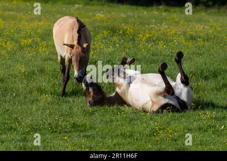 Chevaux sauvages de Przewalski (Equus ferus przewalskii), parc national de la forêt bavaroise, Allemagne Banque D'Images