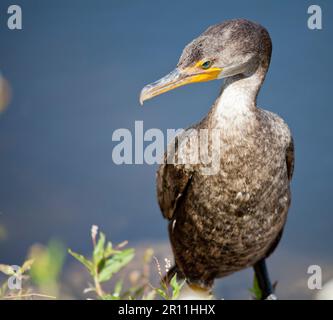 Cormorant à double crête, Parc national des Everglades, Floride, États-Unis Banque D'Images