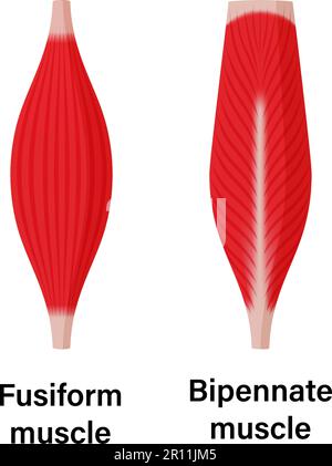 Illustration de la forme musculaire ( muscle fusiforme et muscle bipennate ) Illustration de Vecteur