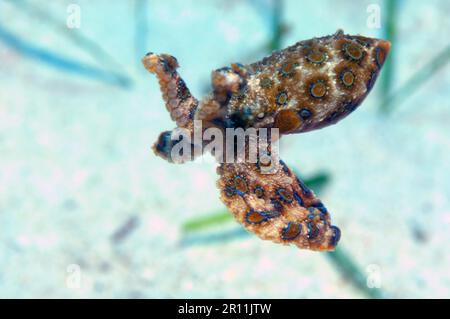 Grand poulpe à anneaux bleus (Hapalochlaena lunulata), Cabilao, Visayas, Philippines, Asie Banque D'Images