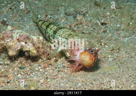 Le lézardfish variégé (Synodus variegatus) mange des proies, Aqaba, Moyen-Orient, Mer Rouge, Jordanie Banque D'Images