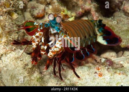 Crevettes paacock mantis (Odontodactylus scyllarus), indopacifiques Banque D'Images