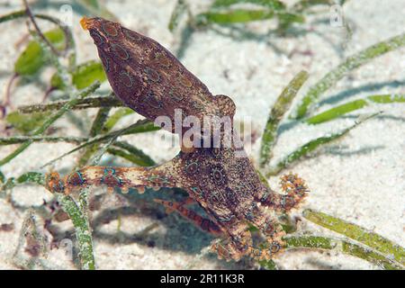 Grand poulpe à anneaux bleus (Hapalochlaena lunulata), Cabilao, Visayas, Philippines, Asie Banque D'Images