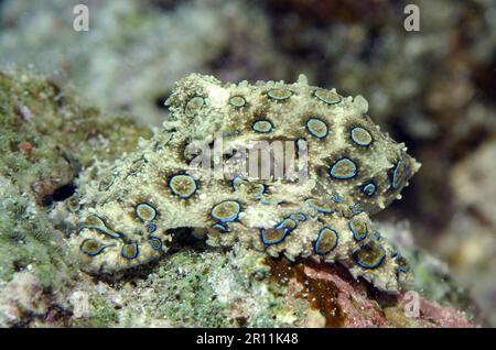 Grand poulpe à anneaux bleus (Hapalochlaena lunulata), Cabilao, Visayas, Philippines, Asie Banque D'Images