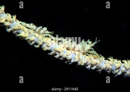 Des mâles et des femelles de zanzibar whip crevettes de corail (Dasycaris zanzibarica) sur whip Coral, Yap, Océan Pacifique, Micronésie Banque D'Images
