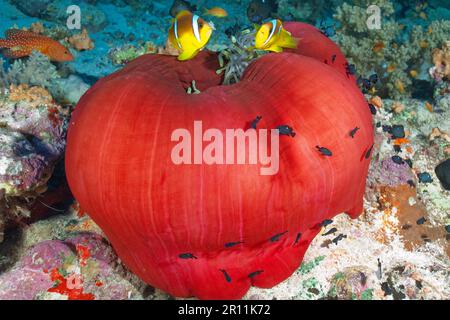 Magnifique anémone de mer (Heteractis magifica), anemone mauricien (Amphiprion chrysogaster), Océan Indien, Indo-Pacifique, Maurice anemone et Banque D'Images