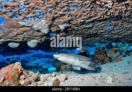 Requin de récif juvénile à pointe blanche (Triaenodon obesus), récif d'Angarosh, Mer Rouge, Soudan Banque D'Images