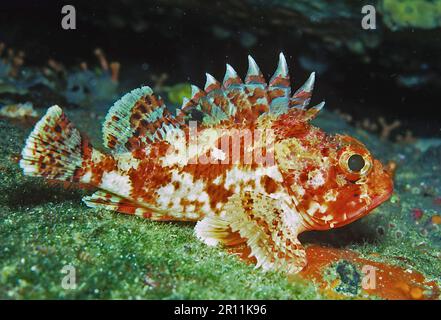 Petit rouge scorpionfish (Scorpaena notata) Banque D'Images