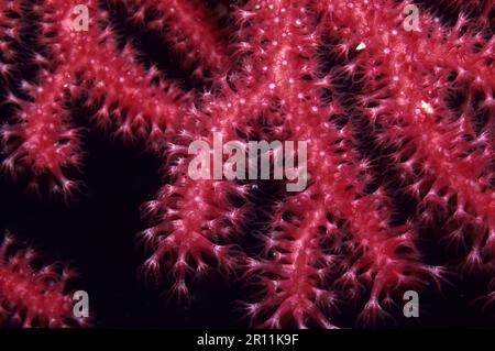 Polyp de corail de Fan méditerranéen, fouet de mer vioescent (Paramuricea clavata), Fan gorgonien, Gorgone rouge, Europe, Mer Méditerranée Banque D'Images