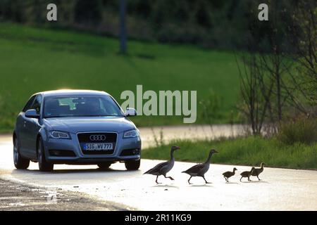 La Gréylag (Anser anser) et les Gosslings traversant la route de Rulfingen, Bade-Wurtemberg, Allemagne Banque D'Images