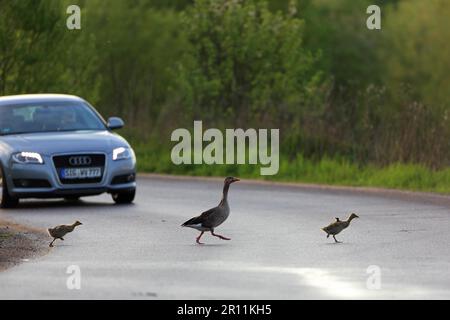 La Gréylag (Anser anser) et les Gosslings traversant la route de Rulfingen, Bade-Wurtemberg, Allemagne Banque D'Images