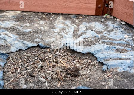 Trou dans le plastique de protection contre les mauvaises herbes d'aménagement paysager sur le sol. Banque D'Images