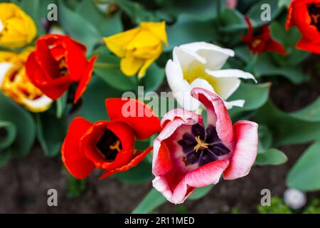 Des tulipes parfumées multicolores de fleurs roses rouges jaunes poussent dans un lit de fleurs dans un jardin, un parc, un verger le jour du printemps. Bulbe plantes en croissance et de soins. FL Banque D'Images