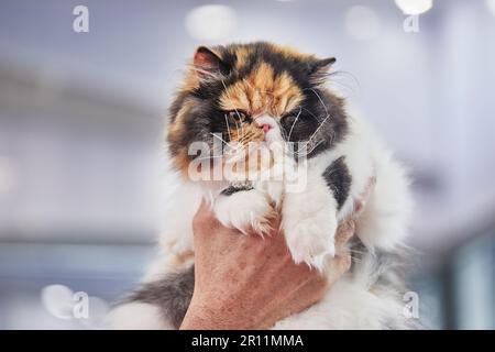 Chat perse tricolore entre les mains du propriétaire. Banque D'Images