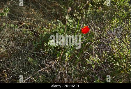 Des fleurs d'anémone rouge sauvage fleurissent en gros plan au printemps. Désert du Néguev. Sud d'Israël. Écotourisme Banque D'Images