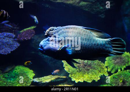 Poisson de wrasse à tête plate dans le monde Sea Life Ocean à Bangkok, en Thaïlande. Banque D'Images