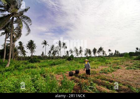 Récolte de patates douces dans une petite ferme à Ban Sapas, en Thaïlande. Banque D'Images