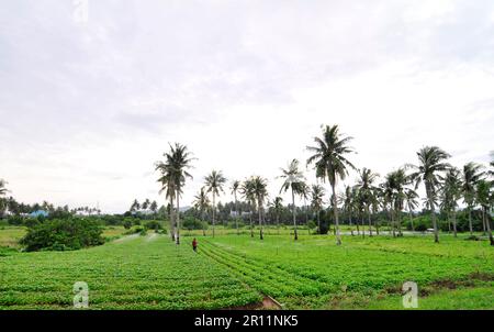 Une grande ferme végétale entre Ban Krut et Ban Sapas, Thaïlande. Banque D'Images