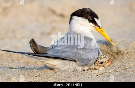 Les petits sternes sont des oiseaux migrateurs du Bangladesh Banque D'Images