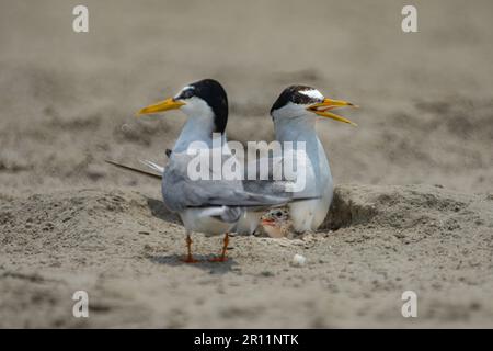 Les petits sternes sont des oiseaux migrateurs du Bangladesh Banque D'Images