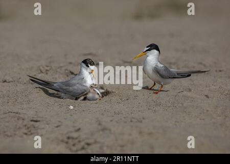 Les petits sternes sont des oiseaux migrateurs du Bangladesh Banque D'Images