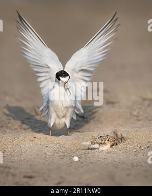 Les petits sternes sont des oiseaux migrateurs du Bangladesh Banque D'Images