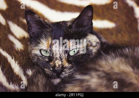 Portrait d'un chat de tortue domestique assis sur un canapé à l'intérieur de la maison. Un animal regarde une caméra. Rouge tricolore brun foncé et jaune noir avec vert e Banque D'Images