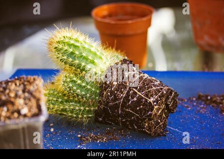 Cactus en pot Pilosocereus pachycladus poussant dans des pots de fleurs dans le jardin de la maison. Plante de désert en pot. Cactus columnar Pilosocereus Pachicladius Banque D'Images