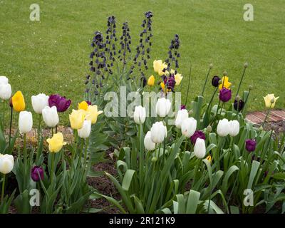 Tulipes et fritilaria persica dans un jardin Banque D'Images