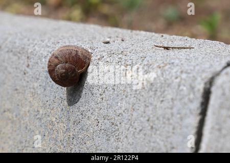 Un escargot est visible sur un bloc de béton. Banque D'Images