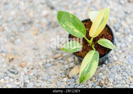 Philodendron Green congo hybride dans le pot Banque D'Images