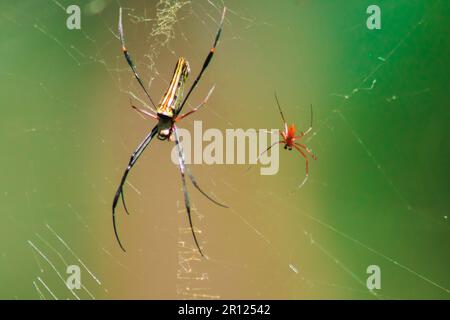 Les araignées de Nephila maculata se trouvent sur les feuilles pour piéger les proies. (Golden Orb-weaver Spider) Nephila pilipes vit dans des vergers, des plantations de caoutchouc, une forêt de bosquet Banque D'Images