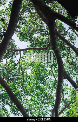 Les feuilles sur les branches des grands arbres de la forêt Banque D'Images