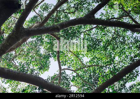 Les feuilles sur les branches des grands arbres de la forêt Banque D'Images