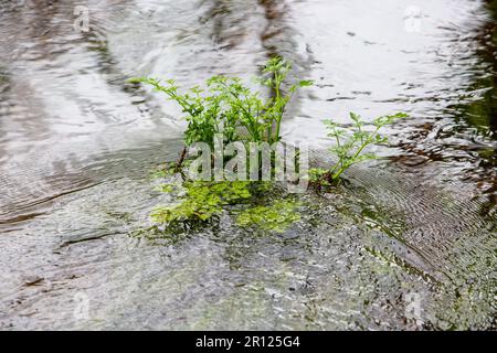 Eau de céleri ou de dropwort poussant dans une rivière en Irlande Banque D'Images