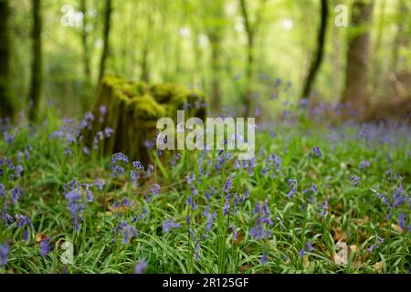Bluebells dans les bois de Tomnafinnoge, Irlande Banque D'Images